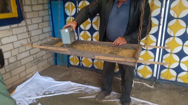 Очистка ячменя в ручную.