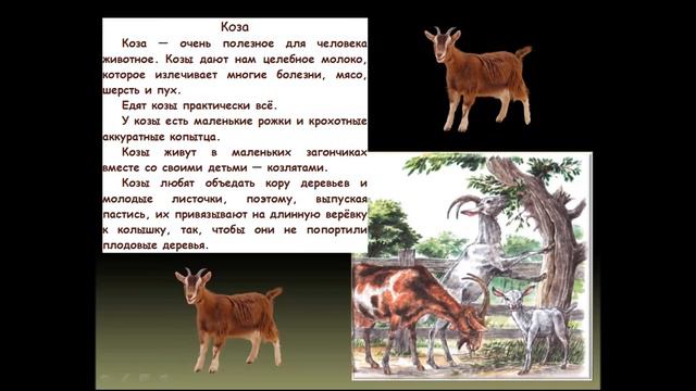 Домашние животные и их детеныши. Павшинская городская библиотека смотреть онлайн