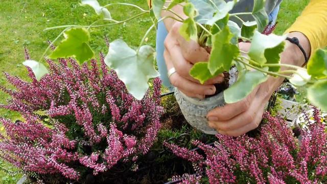 DIY Herbst Bepflanzung mit Moos und Heide | Herbst Deko Idee für Terrasse, Balkon und Garten смотреть онлайн