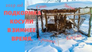 Подкормка косули в зимнее время.