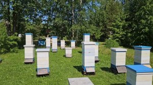 Пасека 8 июня. Ещё день неожиданностей