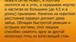 Каракал - хищное млекопитающее семейство Кошачьих обитает в Африке и Средней Азии