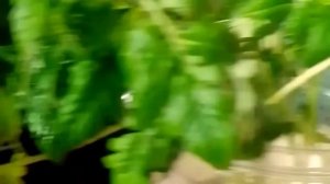 обрезка рассады помидор.