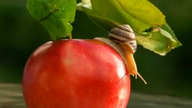 Не уходи, ещё не спето столько песен смотреть онлайн