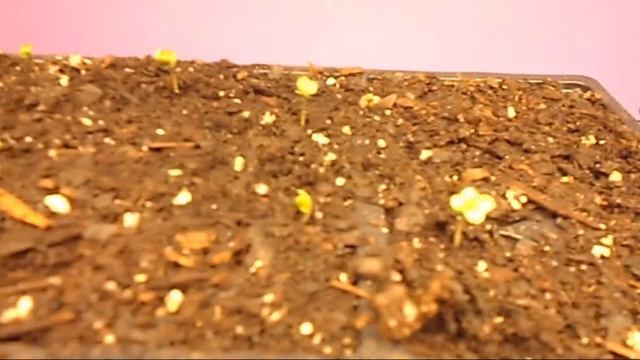 Garden Hippie : Vegetable Update 3/18/13 смотреть онлайн