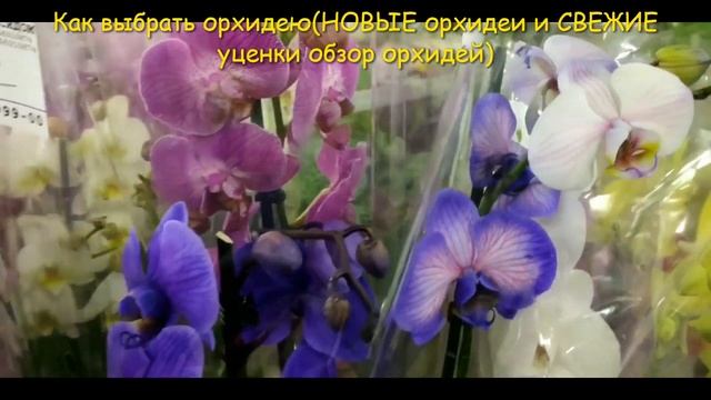 Как выбрать орхидею НОВЫЕ орхидеи и СВЕЖИЕ уценки обзор орхидей смотреть онлайн