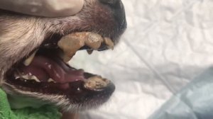 Зубной камень у собаки