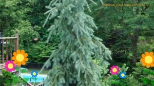 Псевдотсуга мензиеза Пендуллы. Краткий обзор, описание характеристик pseudotsuga menziesii Pendula