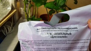 Гортензия крупнолистная /Зимовка в квартире/Пересадка крупнолистной гортензии/