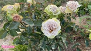 Hypnose rose variety - very interesting even hypnotic florists rose with spray nature of growth