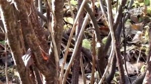 Обрезка черной смородины осенью