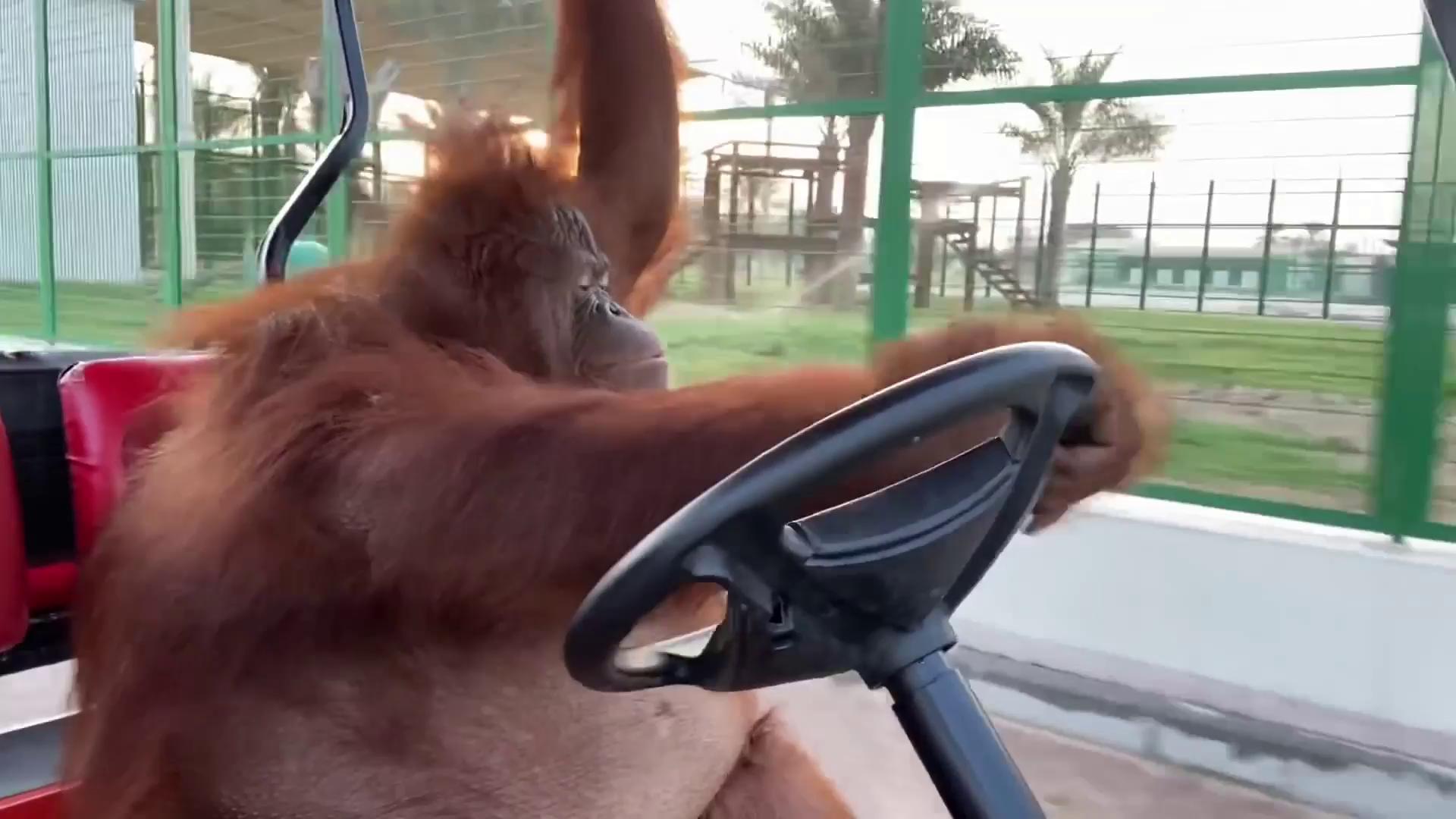 Орангутанг за рулём под песню Бумер