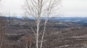 ОХОТА. ЗАКРЫТИЕ ЗИМНЕГО СЕЗОНА на КОСУЛЮ и ИЗЮБРЯ