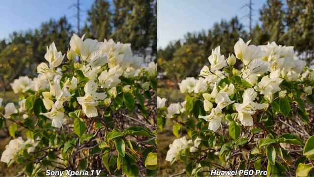 Sony Xperia 1 V vs Huawei P60 Pro Camera Comparison смотреть онлайн