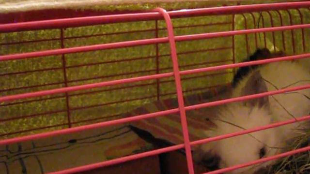 Рацион морской свинки и кролика смотреть онлайн