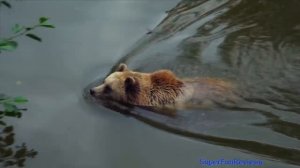 Animals - Lion Tiger Elephant Bear Leopard Wolf Giraffe Monkey Gorilla 13+