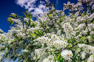 Черемуха. Сергей Есенин.