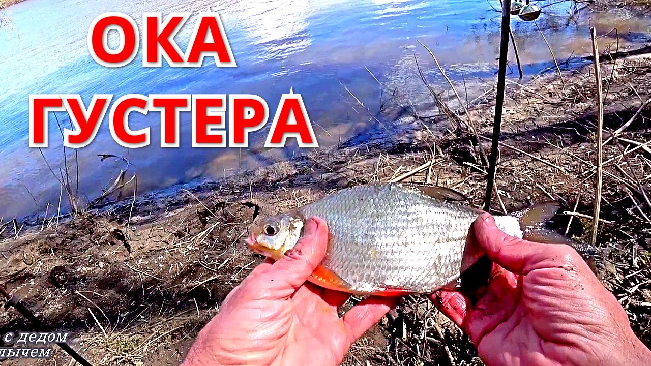 ГУСТЕРА ПОШЛА. Рыбалка на ОКЕ в начале мая.