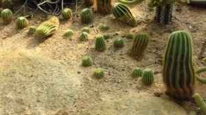 Тропический сад мадам Нунг-Нунч. Патайя. Тайланд.