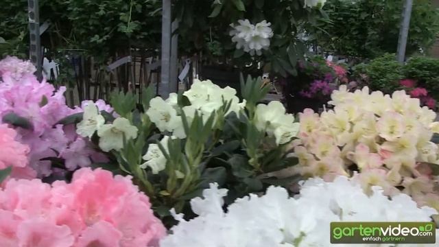 Rhododendron yakushimanum Hybriden смотреть онлайн