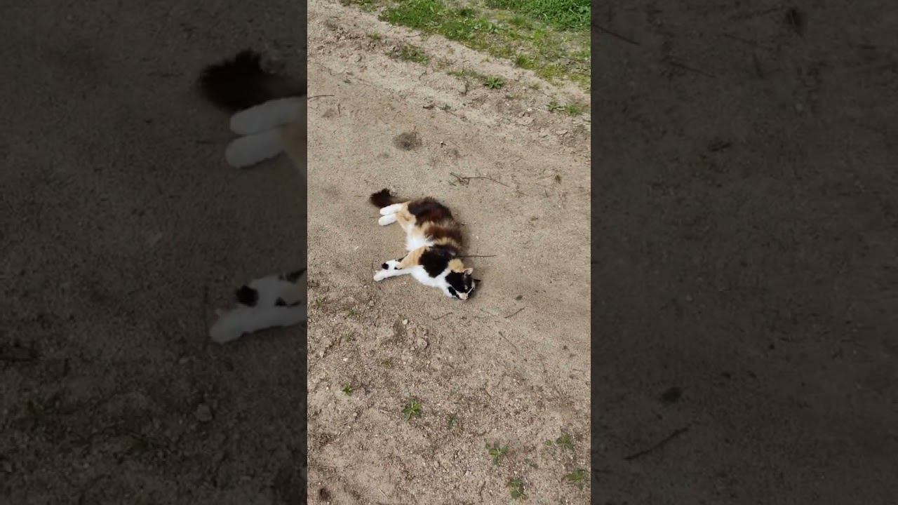 #милыймойкот #котысмеются #смешныекотики #мойкот #кошки #котята #забавныекоты #котики #кисуня