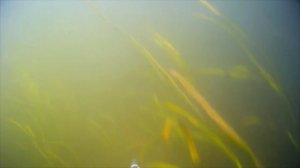 Подводная охота возле ГЭС  Spearfishing near Hydroelectric