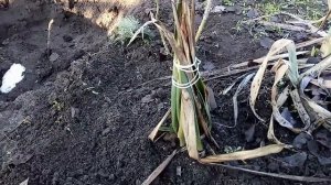 Поготовка к зиме юкки нитчатой. Как зимует юкка нитчая на юге Беларуси.