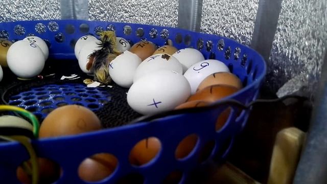 Как вылупляется цыпленок? Как помочь цыпленку вылупиться из яйца?