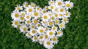 Ластівки Ластівки, Ромашки Ромашки(remix_2022)