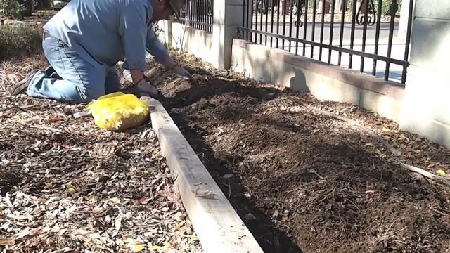 In the garden...November 24, 2012 - Daffodils Part 2 of 3 - Only 25 more to go! смотреть онлайн