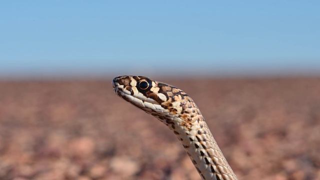 Finding the World's Most Venomous Snake - The Inland Taipan смотреть онлайн