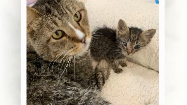 Старый боевой кот не устоял, услышав плач осиротевших котят! смотреть онлайн