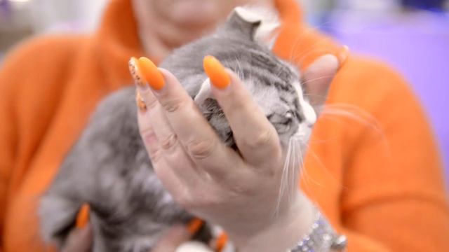 Американский кёрл - вы обалдеете от его ушей смотреть онлайн