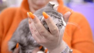 Американский кёрл - вы обалдеете от его ушей