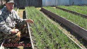 Лук на перо.  Какой выбрать
