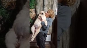 Щенки золотистого ретривера 2,5 месяца