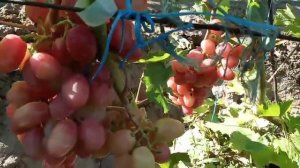 Сорт винограда Зоренька 25 августа 2020 виноградник Щереденкова В. А