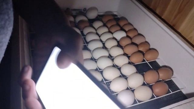 Овоскопирование куриных яиц с помощью телефонного фонарика
