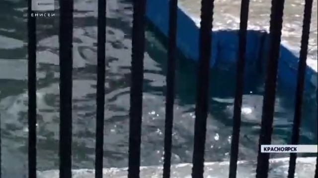 Белые медведи в "Роевом ручье" открыли купальный сезон смотреть онлайн