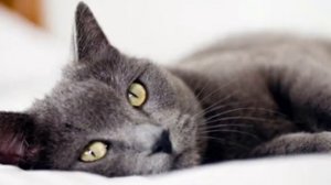 Топ 10 интересных фактов о котах | Познавательные факты