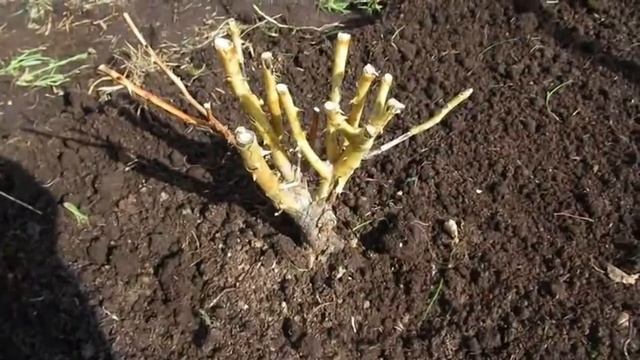 Розы спасаю водкой. Один из способов реанимировать розы после зимы.