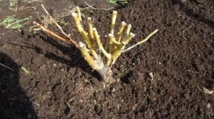 Розы спасаю водкой. Один из способов реанимировать розы после зимы.