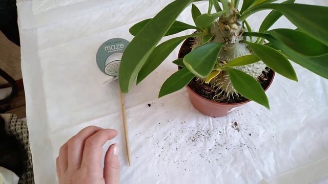 MYRMECODIA BECCARII!  Как ухаживать,  что требует? Подскажите!