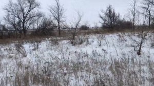 Охота на зайца в СаратовСкой Области Рекордный год или как прошёл сезон  Hare hunting