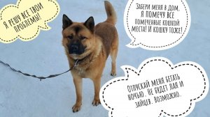 Корожадный заяц за ночь съел все яблони!  Пёс Кубик в истерике, кошка Морошка всё обписала