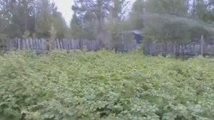 Осцилирующий дождеватель Керхер