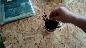 Окультуривание сада. Черенкование ,,божьего дерева,, . Кохия. Часть 1