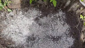 РАССАДА ОБРИЕТЫ И ПОСЕВ В ОТКРЫТЫЙ ГРУНТ. ДВА СПОСОБА РАЗМНОЖИТЬ ЭТОТ УДИВИТЕЛЬНЫЙ  ПОЧВОПОКРОВНИК.
