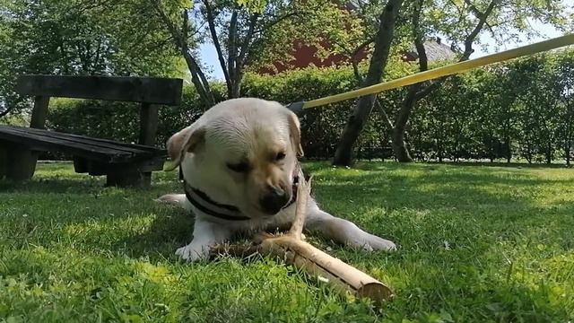 ЛАБРАДОР И ПАЛКА #лабрадор #напрогулке #собакисмешное #щеноклабрадор #LabradorWhitey_denmark