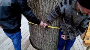 Самый большой дуб.Самое большое дерево в регионе .Деревья долгожители